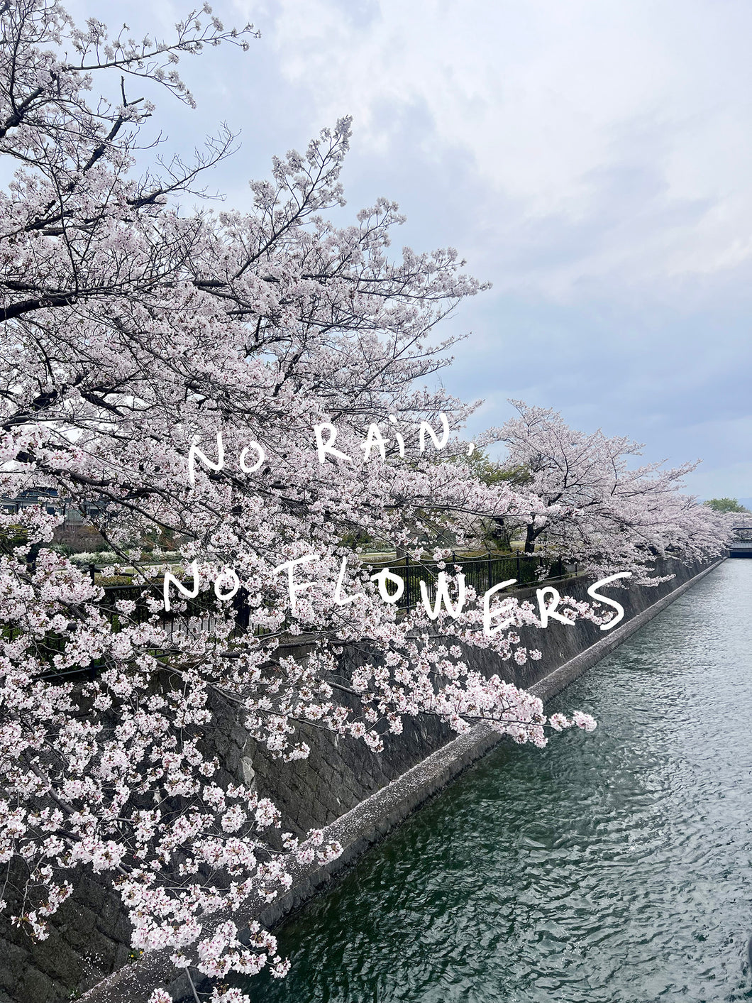 Art:  Photo with Words : NO RAIN NO FLOWERS - KYOTO